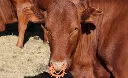 images.jfif